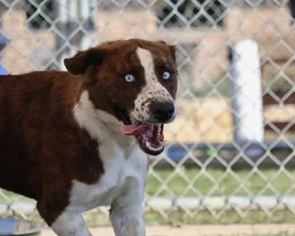 An adult medium-sized female Cattle Dog dog named Ellie for adoption in Irving, TX