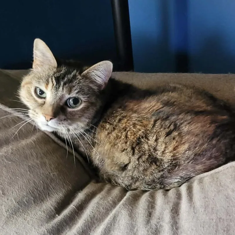 A senior medium-sized female Tortoiseshell Domestic Short Hair cat named Ophelia for adoption in Toms Brook, VA