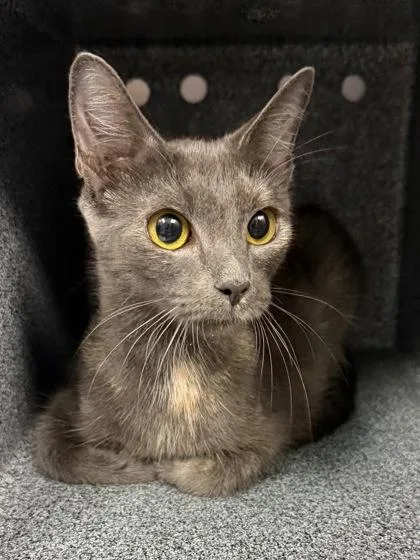 An adult medium-sized female Domestic Short Hair cat named Sassy for adoption in Daytona Beach, FL