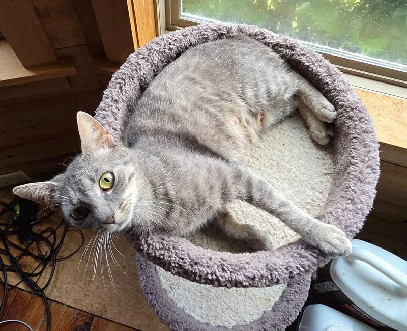 A young medium-sized female Dilute Tortoiseshell Domestic Short Hair cat named Peggy Kirk Bell for adoption in Aberdeen, NC