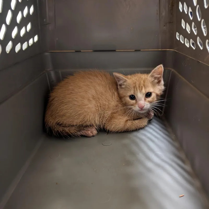 A baby small-sized male Orange / Red Domestic Medium Hair cat named Bolo Tie for adoption in Charlottesville, VA