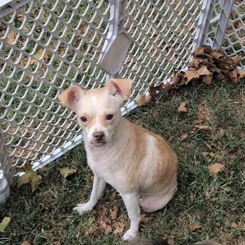 An adult small-sized female Chihuahua dog named Tiffany for adoption in Farmersville, OH