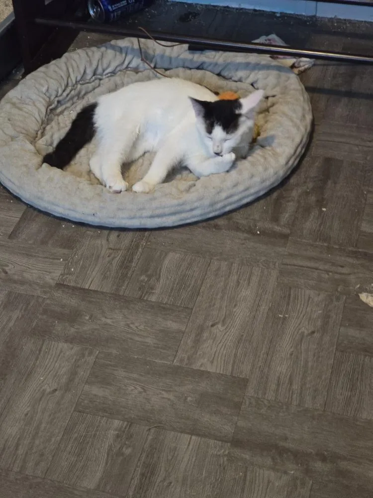 A baby medium-sized female Black & White / Tuxedo Domestic Short Hair cat named Olive for adoption in Clinton Township, MI
