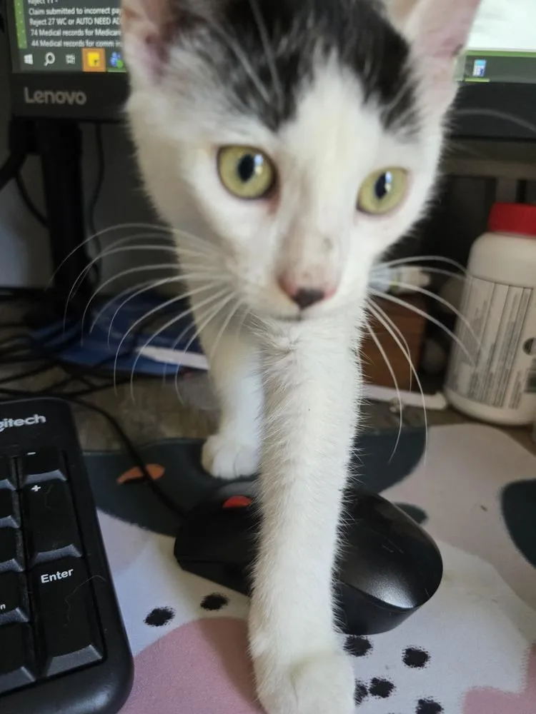 Olive thumbnail 3