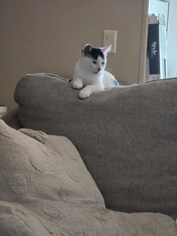 Olive thumbnail 4