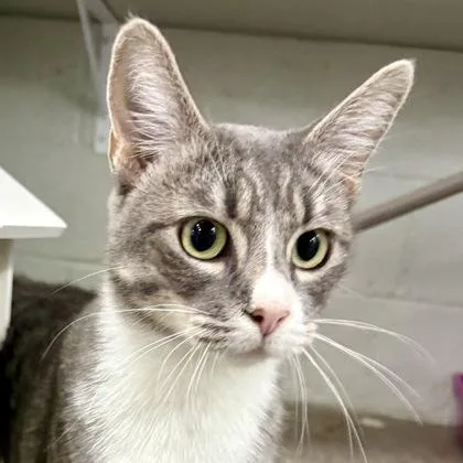 A young small-sized female Gray / Blue / Silver Domestic Short Hair cat named Treble for adoption in Sacramento, CA