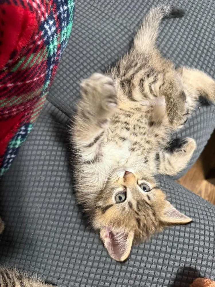 Artemis