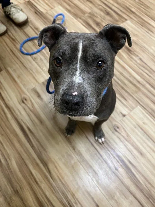 A young medium-sized male Gray / Blue / Silver Mixed Breed dog named Gordy for adoption in Raleigh, NC