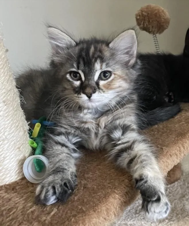A baby small-sized female Domestic Short Hair cat named Harper for adoption in Burbank, CA