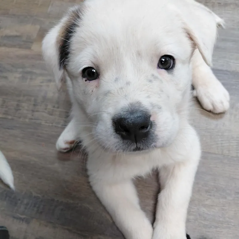 A baby large-sized female White / Cream Mixed Breed dog named Pixie for adoption in Hendersonville, NC