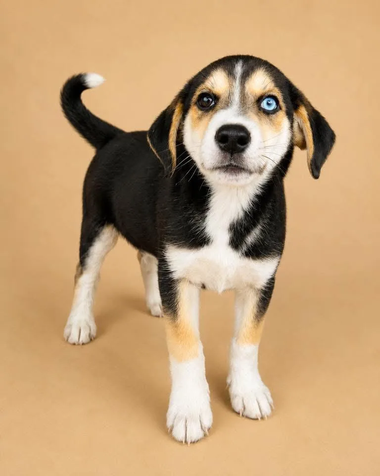 A baby medium-sized female Beagle dog named Abby for adoption in Monticello, MN