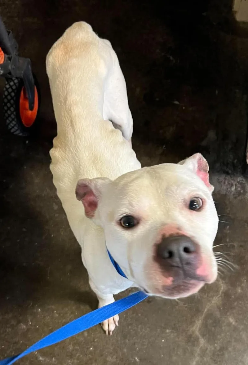 An adult medium-sized male Pit Bull Terrier dog named Found Stray: Zero for adoption in Rockwall, TX