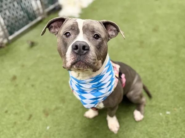 Sterling thumbnail 2