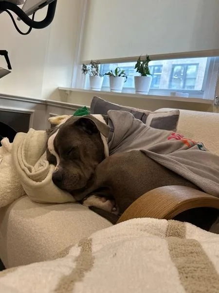 Sterling thumbnail 3