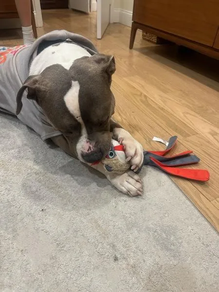 Sterling thumbnail 5