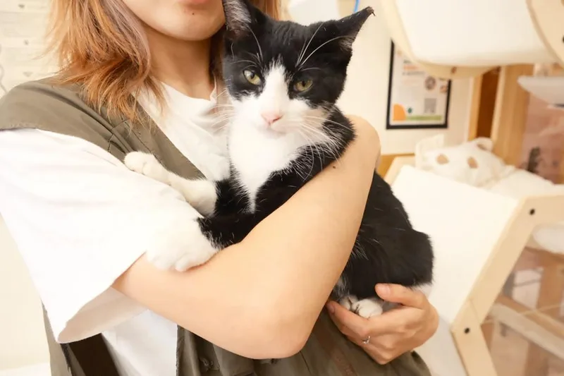 A young small-sized male Black & White / Tuxedo Domestic Short Hair cat named Samuel for adoption in South Ozone Park, NY