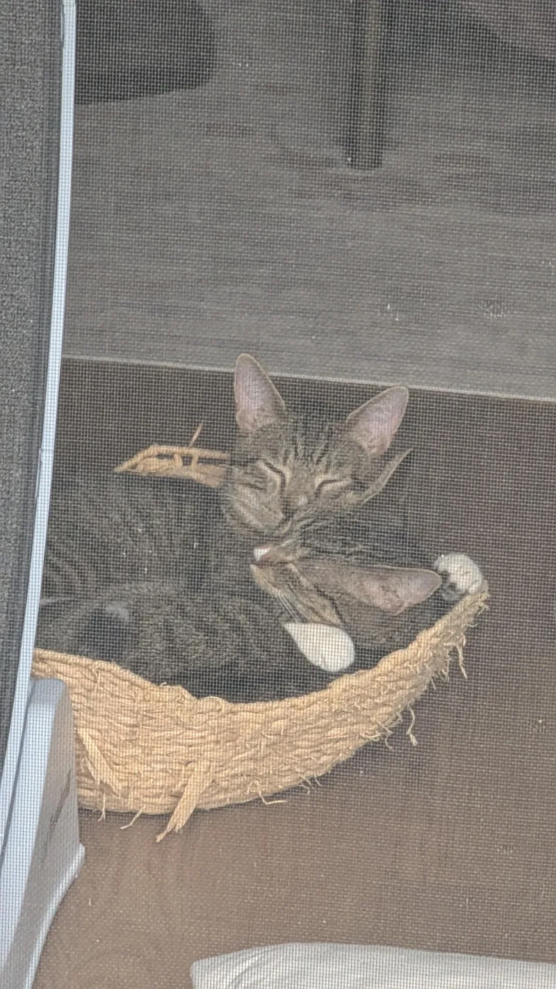 A young medium-sized male Tabby (Brown / Chocolate) Domestic Short Hair cat named Luke & Leia for adoption in Orange, CA
