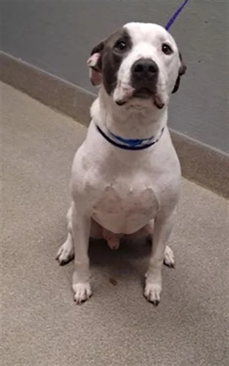 An adult large-sized male American Staffordshire Terrier dog named Thor for adoption in Las Vegas, NV