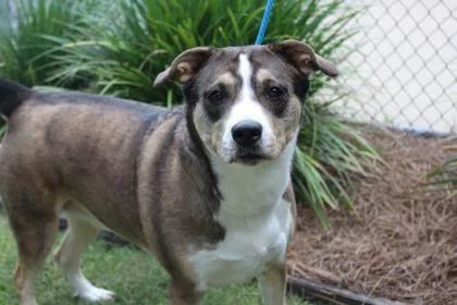 An adult large-sized female German Shepherd Dog dog named Maybelle for adoption in Brunswick, GA