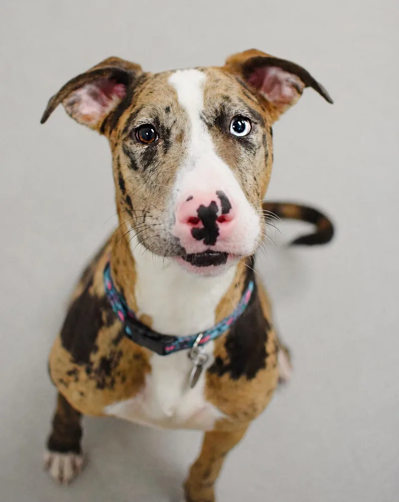 A young medium-sized female Merle (Red) Catahoula Leopard Dog dog named Farrah for adoption in Pontiac, MI