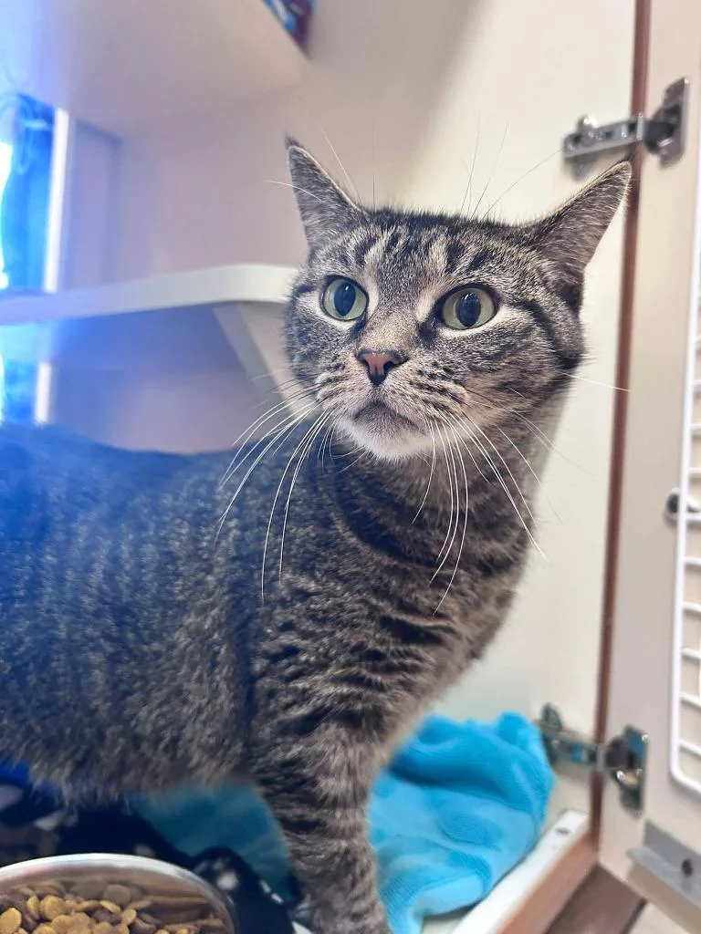 A senior medium-sized female Domestic Short Hair cat named Bootsy for adoption in Sebastian, FL