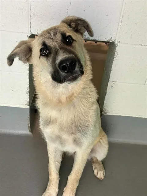 A young medium-sized male Great Pyrenees dog named A for adoption in Visalia, CA