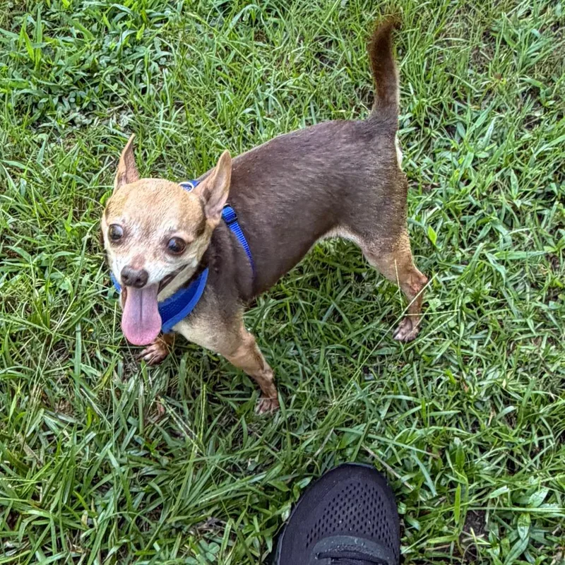 A senior small-sized female White / Cream Mixed Breed dog named Coconut for adoption in Auburn, AL