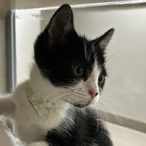 A baby small-sized male Domestic Short Hair cat named Kevin for adoption in Oakland, CA
