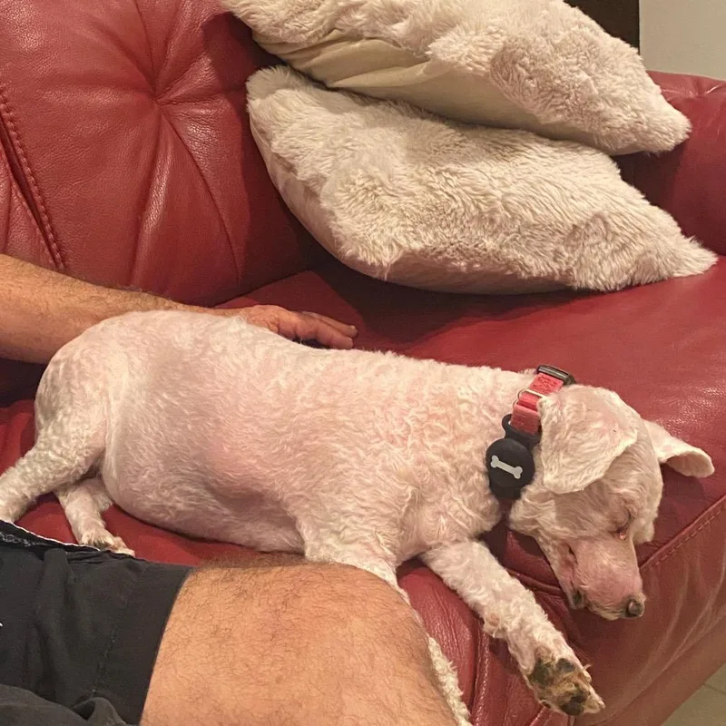 A senior small-sized female White / Cream Bichon Frise dog named Luli for adoption in Miami, FL