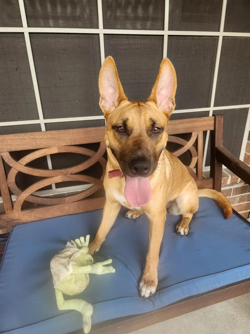 A young medium-sized female Bicolor Black Mouth Cur dog named Kai Breeze Oceana for adoption in Houston, TX