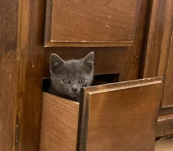A young medium-sized female Gray / Blue / Silver Domestic Short Hair cat named Cathy for adoption in Fort Collins, CO