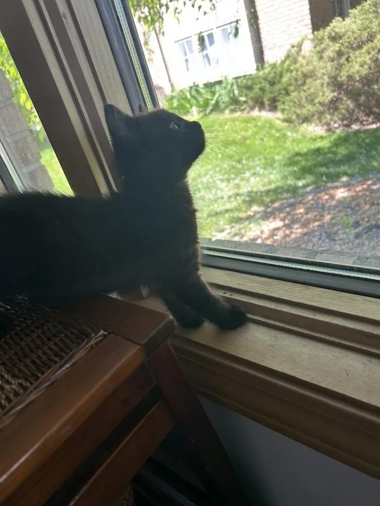 Scaredy Cat