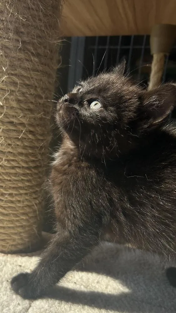 Scaredy Cat thumbnail 2