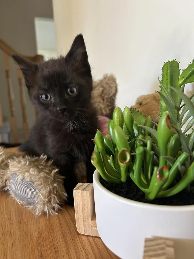 Scaredy Cat thumbnail 3