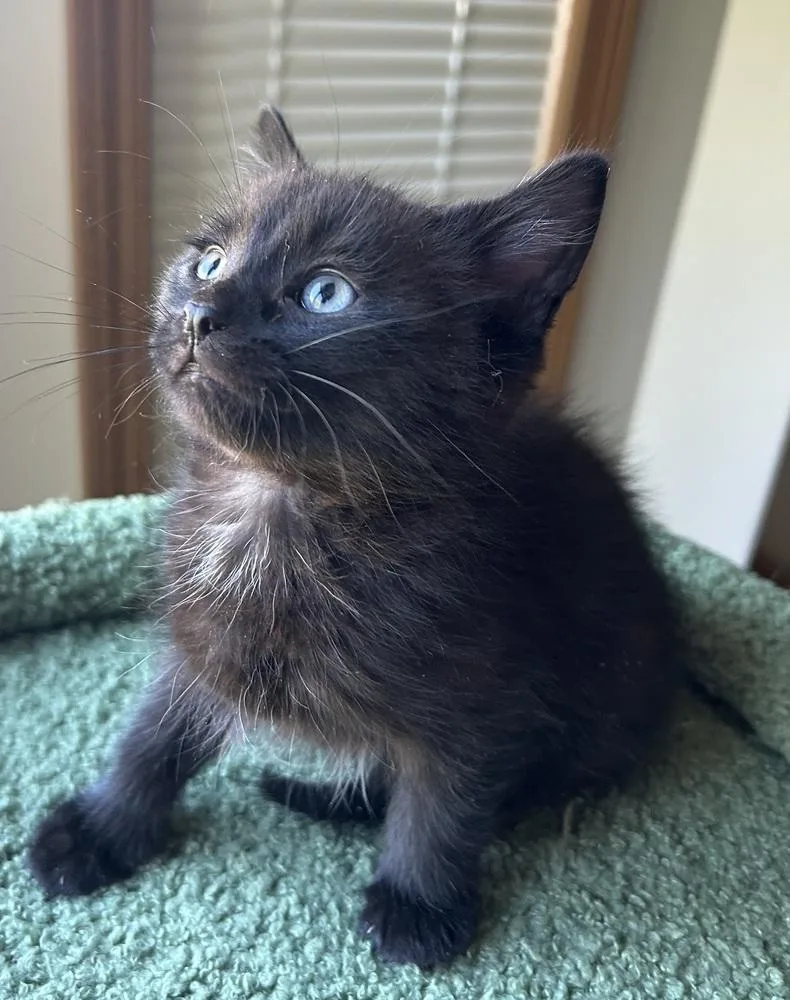 Scaredy Cat thumbnail 4