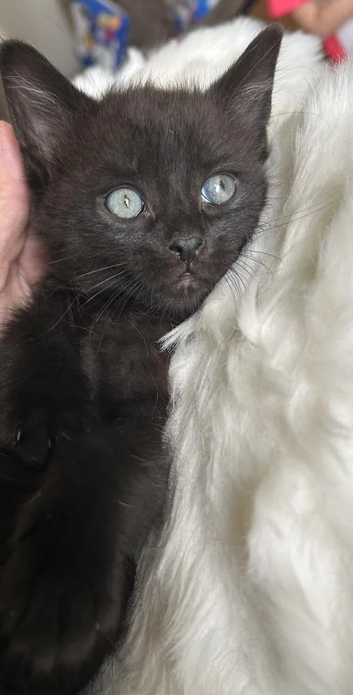 Scaredy Cat thumbnail 5