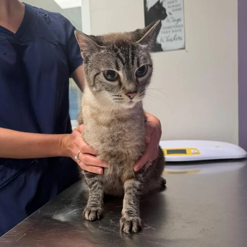 A senior large-sized female Cream / Ivory Siamese cat named Sheba for adoption in Englewood, FL