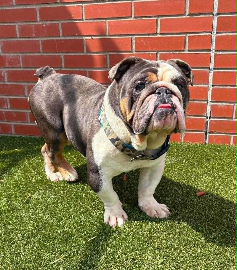 An adult medium-sized male English Bulldog dog named Rowdy for adoption in Oakland, MI