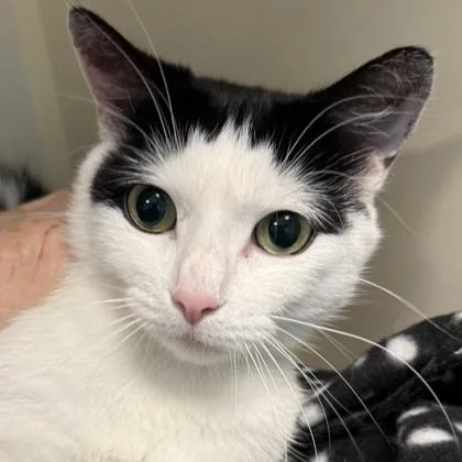 An adult medium-sized female Black Domestic Short Hair cat named Beezlybee for adoption in Lansing, MI