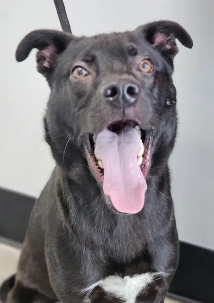 A baby large-sized male Shepherd dog named Ashe FKA Dog for adoption in West Chester, PA
