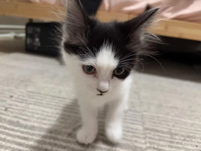 Jinx