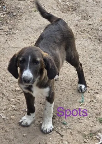 A baby medium-sized female American Foxhound dog named Spots for adoption in Welling, OK