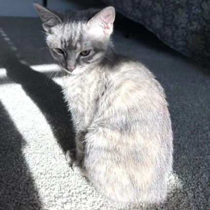 A baby medium-sized female Tabby (Gray / Blue / Silver) Tabby cat named Sierra for adoption in Smithfield, NC