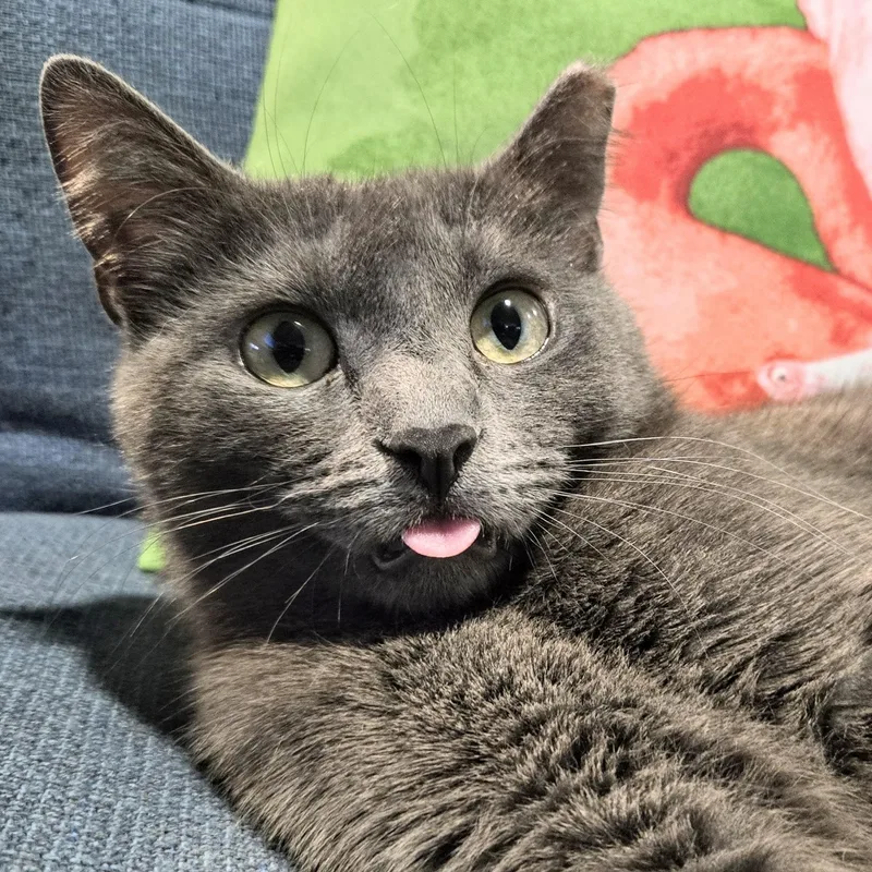 Lady Gray Holmlund thumbnail 2