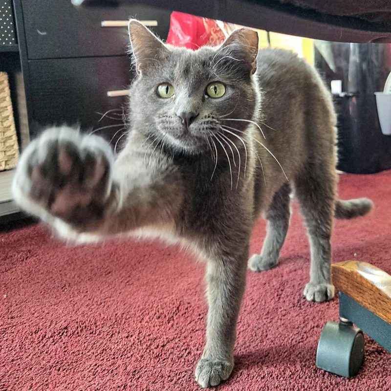 Lady Gray Holmlund thumbnail 3