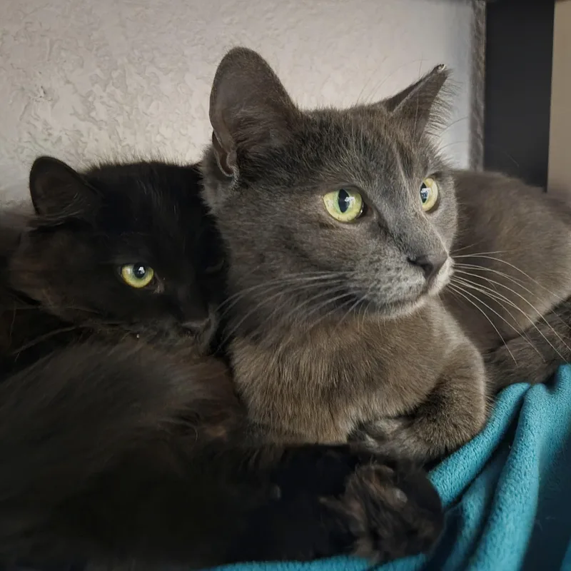 Lady Gray Holmlund thumbnail 4