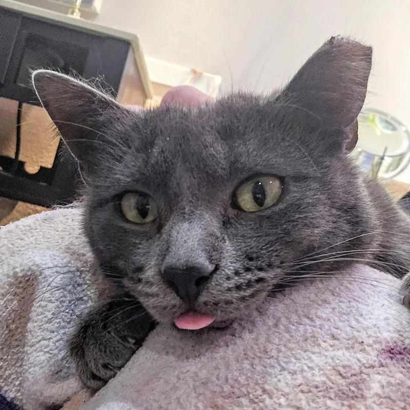 Lady Gray Holmlund thumbnail 5