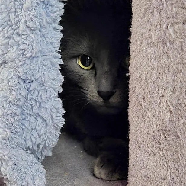 Lady Gray Holmlund thumbnail 6