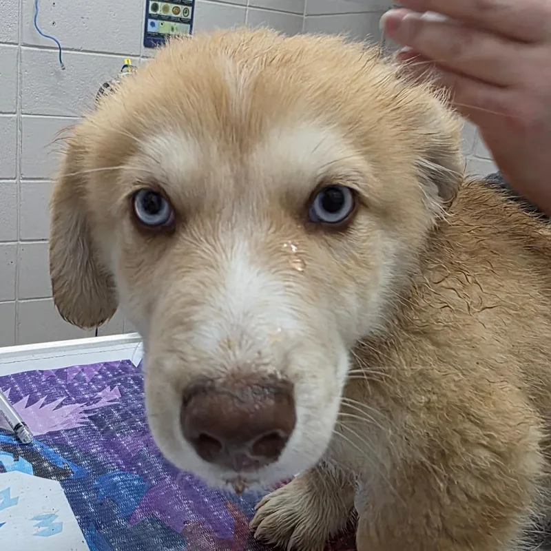 A baby small-sized male Yellow / Tan / Blond / Fawn Mixed Breed dog named Denver for adoption in Huntsville, AL