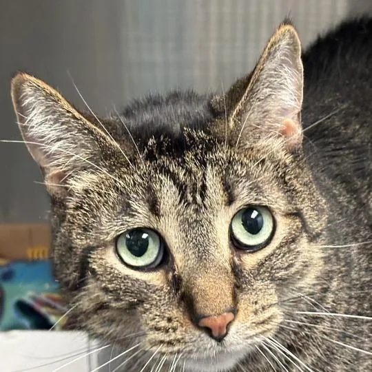An adult large-sized male Brown / Chocolate Domestic Short Hair cat named Dorian for adoption in Davenport, IA
